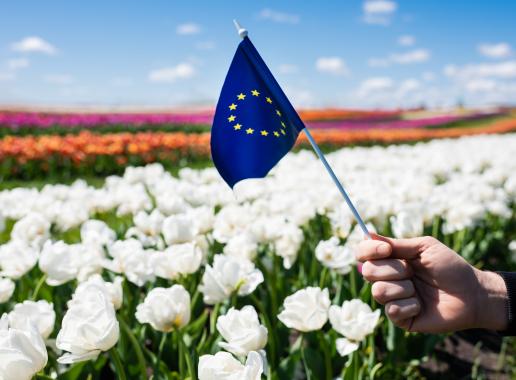 Europese vlag in tulpenveld