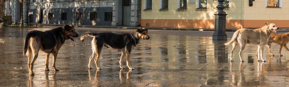 Honden op straat in een Oost-Europese straat