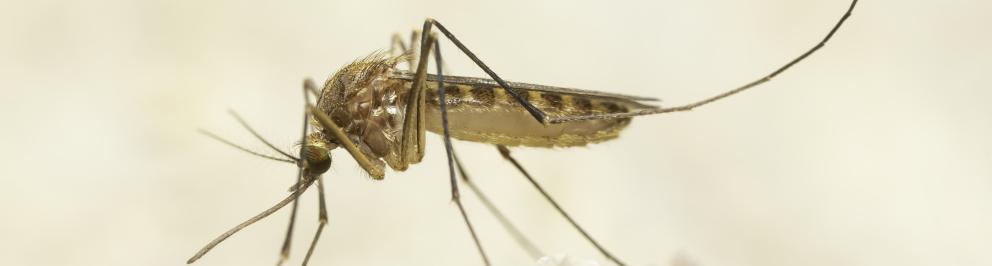 De meest voorkomende mug is de gewone huissteekmug (Culex pipiens)