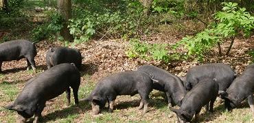 Varkens scharrelen in het gras bij Nieuwe Hoeven