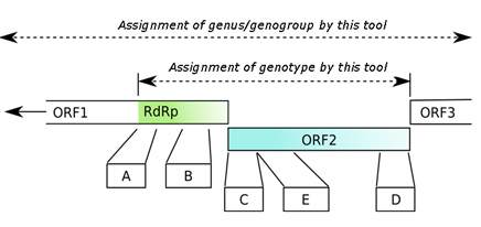 representation of Norovirus genome indicating regions covered by different analysis steps in the typingtool