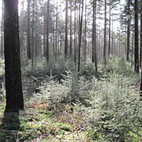 Foto van een bos met ondergroei
