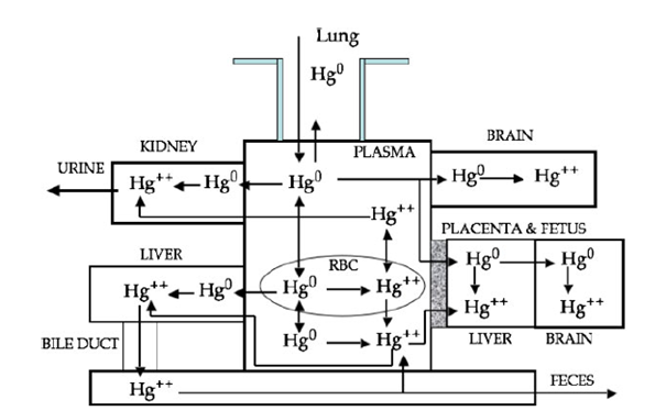 Schema van organen waar verschillende vormen van kwik zich kunnen ophopen. Uitleg in tekst