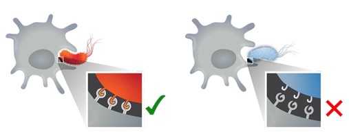 Fagocyten, zoals macrofagen, herkennen de spiegelbeeldige kapseleiwitten van gespiegelde bacteriën niet, waardoor zij deze micro-organismen niet efficiënt kunnen binden, internaliseren of fagocytair opruimen. Bron Figuur: Mirror Biology Dialogues Fund