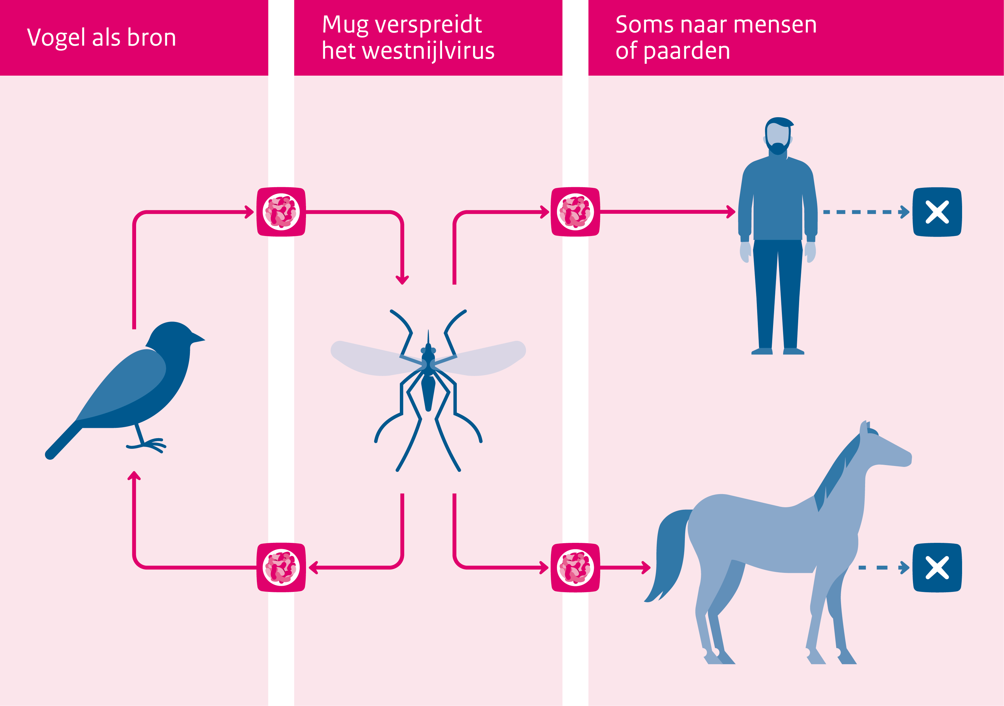 Besmetting westnijlvirus. Vogel als bron. Mug verspreidt het westnijlvirus. Soms naar mensen of paarden.