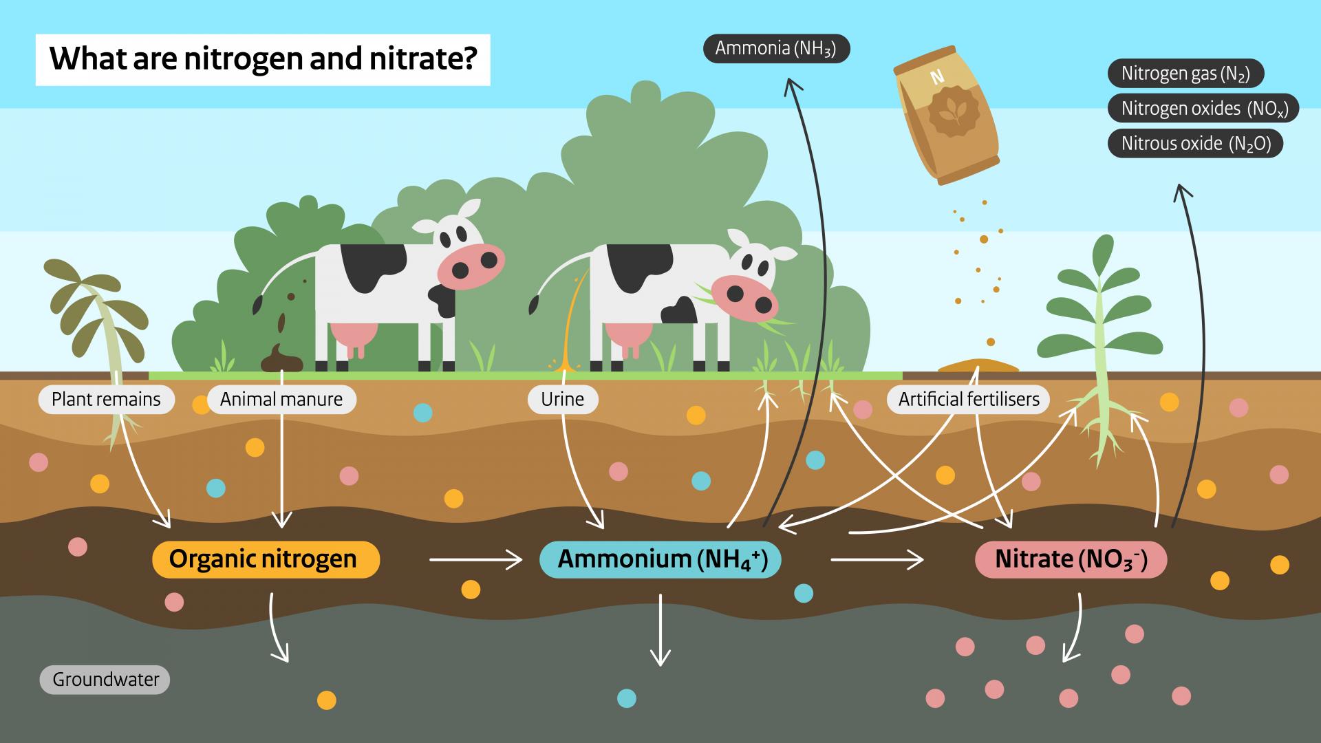 Explanation how nitrogen and nitrate arise from cattle