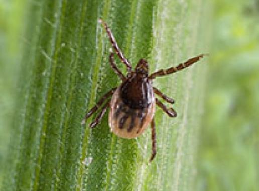 Een teek op een grasspriet