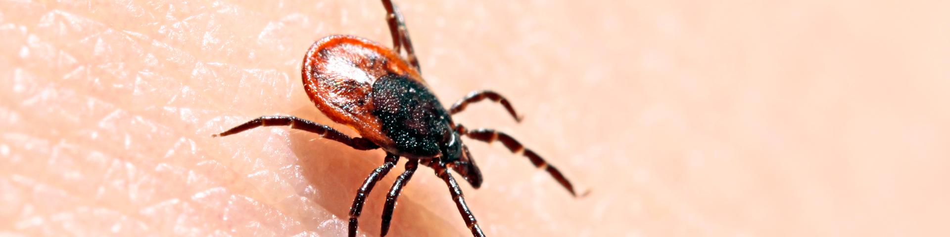 Ziekte van Lyme | RIVM