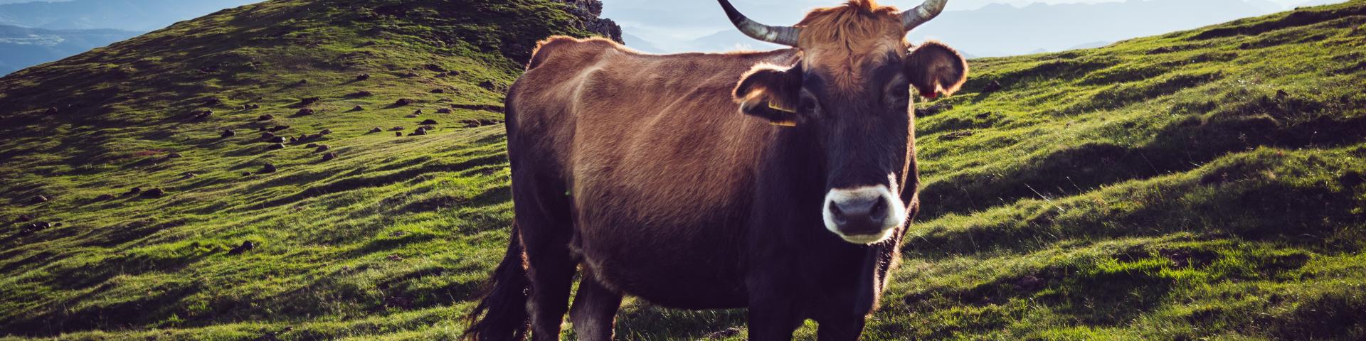 Bruine koe op een berg