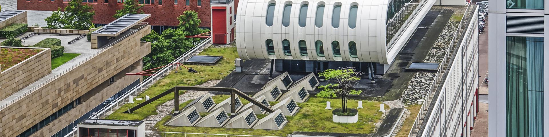 Rotterdam groen dak