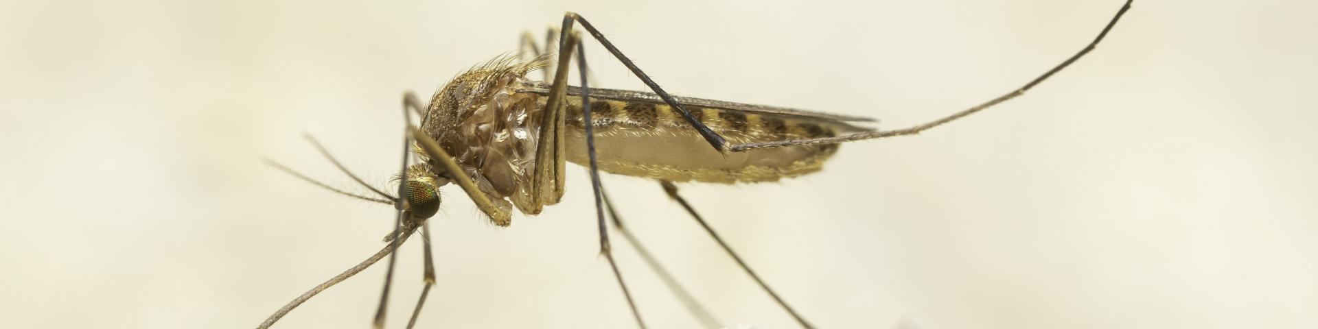 De meest voorkomende mug is de gewone huissteekmug (Culex pipiens)
