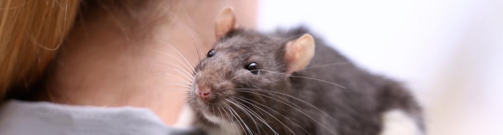 rat