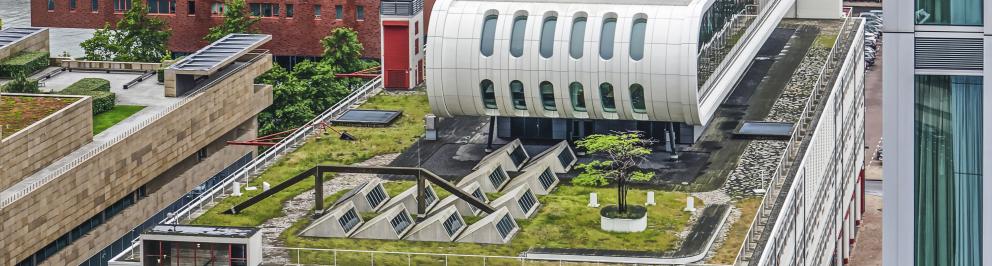Rotterdam groen dak