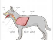 Figuur 4.18 Respiratoriorsysteem van een hond