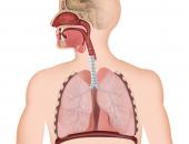Figuur 4.17 Respiratiesysteem van de mens