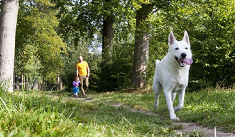 Loslopende hond, rennend over een bospad met op de achtergrond een man met een klein kind
