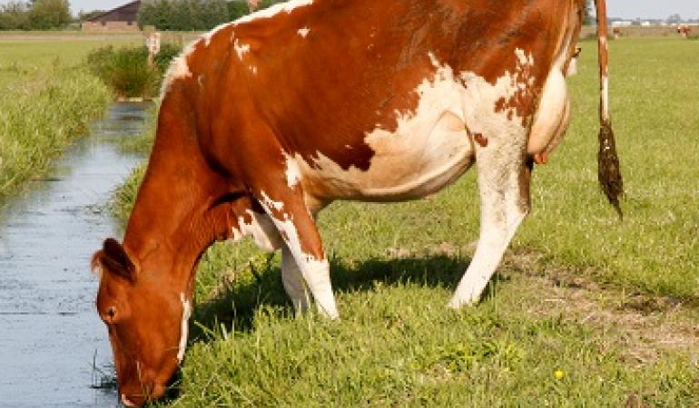 Infection Risks Of Manure Unclear Rivm