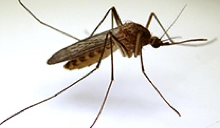 Snooze Ewell Consulaat Bestrijding van muggen in Nederland | RIVM