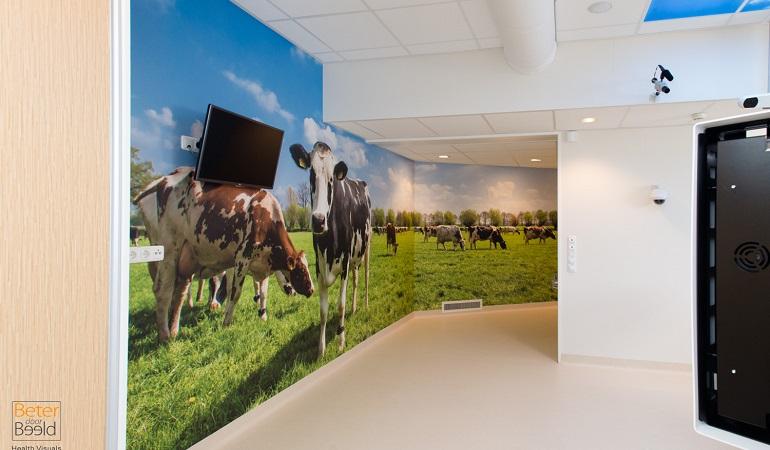 Afbeelding van koeien in de gang van het ziekenhuis