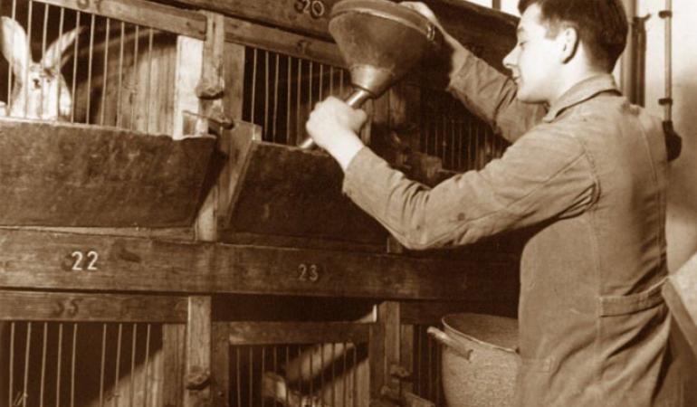 Dierverzorger bij konijnenhok RIVM 1950
