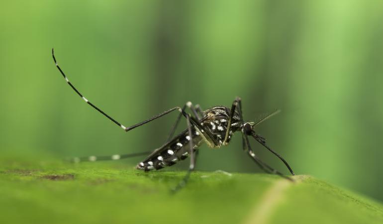Een Koreaanse bosmug, ofwel Aedes koriecus, in Montfoort bestreden