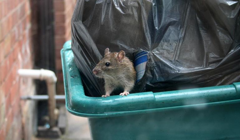 rat in vuilnisbak