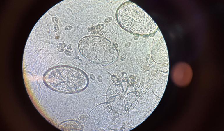 Schurftmijt onder microscoop
