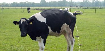 Plassende koe in weiland