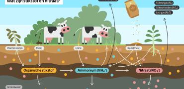 Infographic "Wat zijn stikstof en nitraat?'