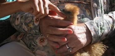 Een oudere dame houdt een kip vast