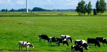 Weidelandschap met koeien en windmolens