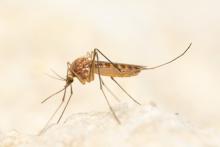 Westnijlvirus vastgesteld bij een bloeddonor