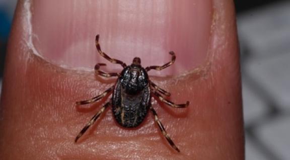 Hyalomma teek