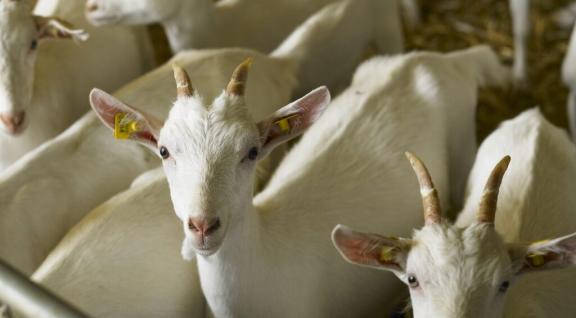 Foto van geiten in een stal