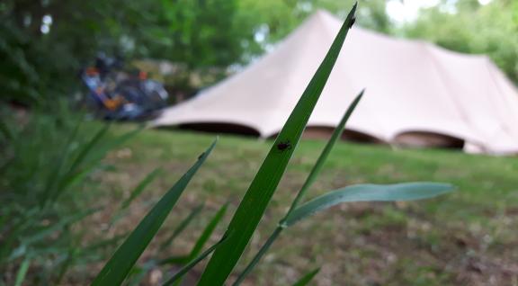 Teken op een grasspriet, op de achtergrond staat een tent