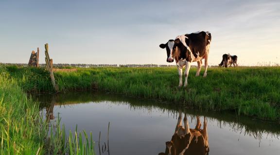 Koeien in weiland