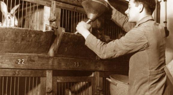 Dierverzorger bij konijnenhok RIVM 1950