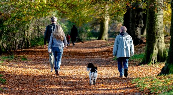 De hond uitlaten in het bos