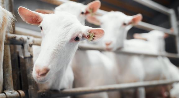 VGO - geiten in een stal