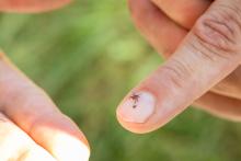 twee teken op een nagel