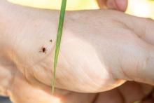 twee teken op de muis van een hand in vergelijking met een grasspriet