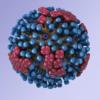 Afbeelding van influenzavirus