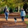 De hond uitlaten in het bos